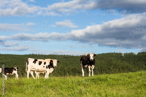 cows standing on a field with blue sky and clouds in sunshine