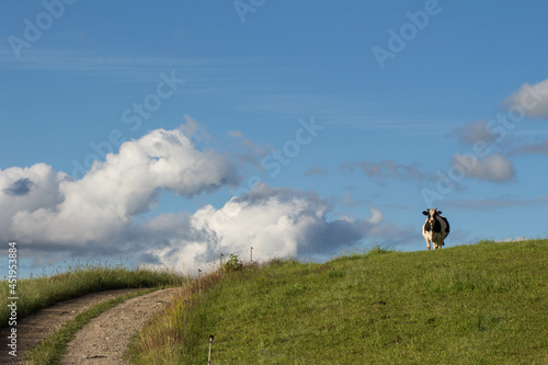 cow standing on a hill in the field with clouds at the horizon and blue sky