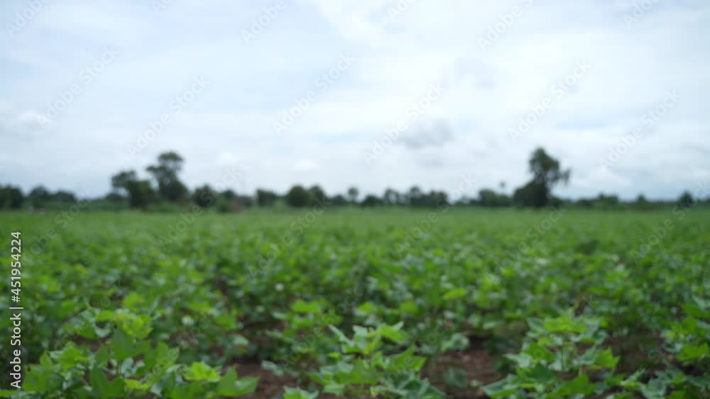Row of growing green Cotton field in India. Row of growing green Cotton field in India.