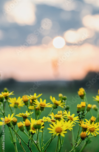 Jacobaea Vulgaris, or ragwort or stinking willie, with small yellow flowers on stem and water droplets on leaves. Shallow focus with foreground selected and background blurred. Common meadow plants.