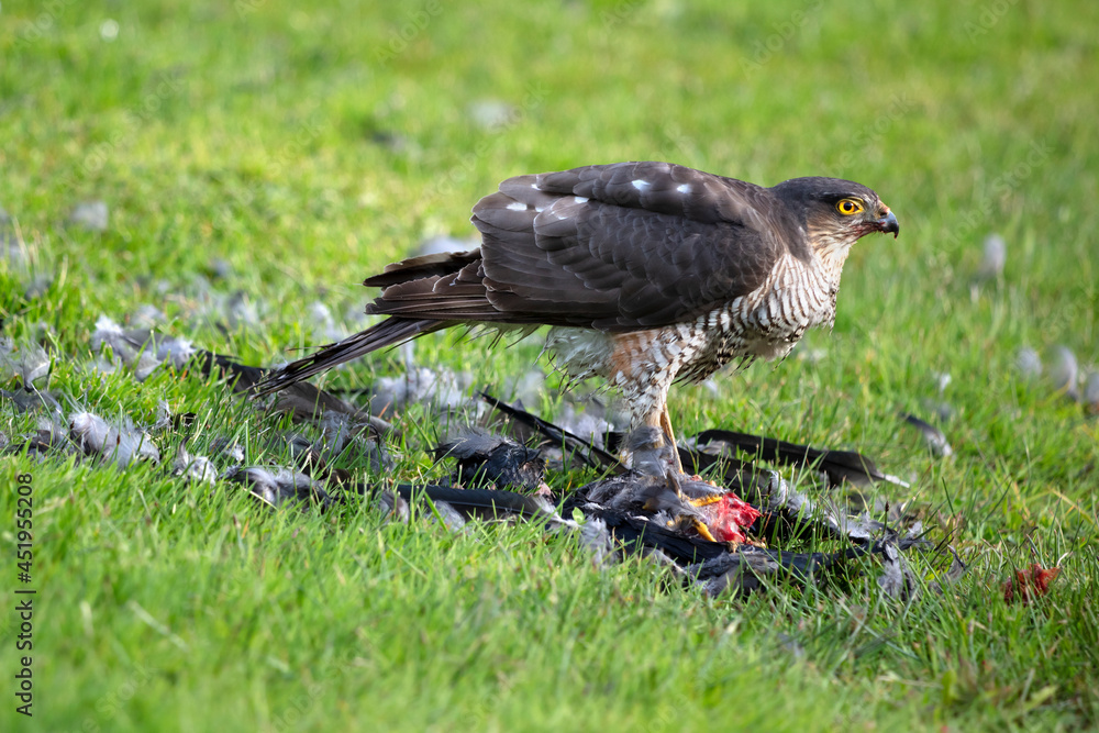 Fototapeta premium Sparrowhawk feeding on Jackdaw prey, Dorset, England, United Kingdom, Europe