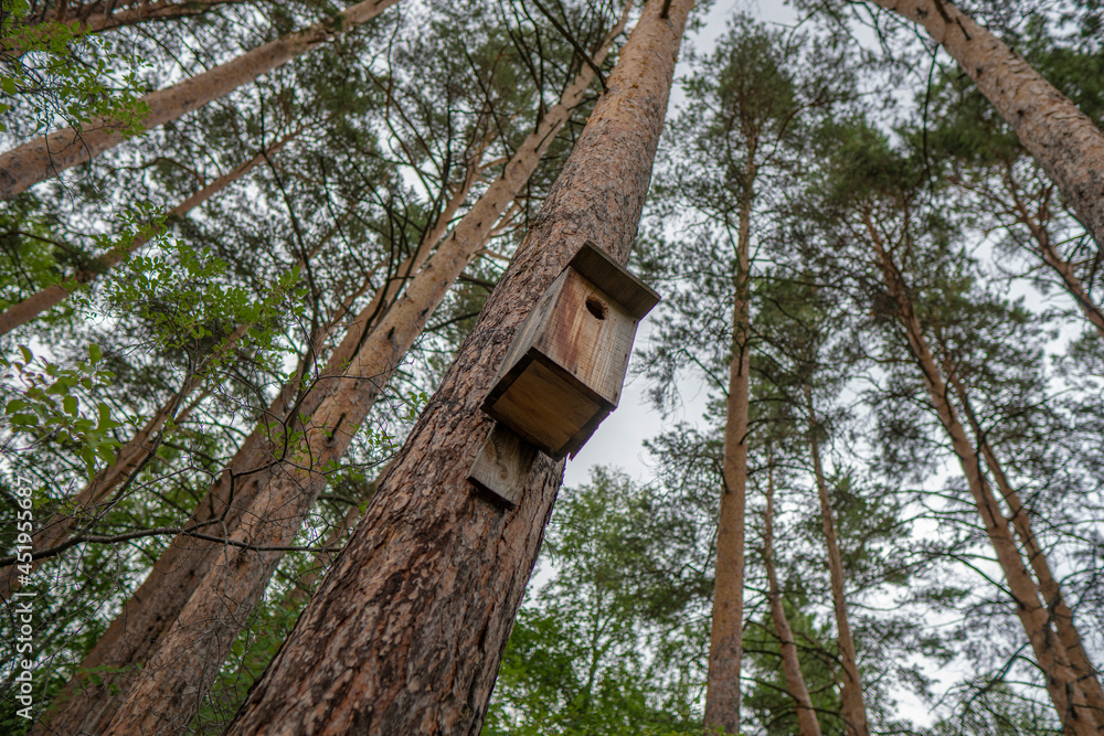 Wooden House for Starlings on a Pine Trunk in the Forest. A birdhouse in the City Park with the Pine Crones in the background. Wooden House for Starlings on a Pine Trunk in the Forest. A birdhouse in the City Park with the Pine Crones in the background.