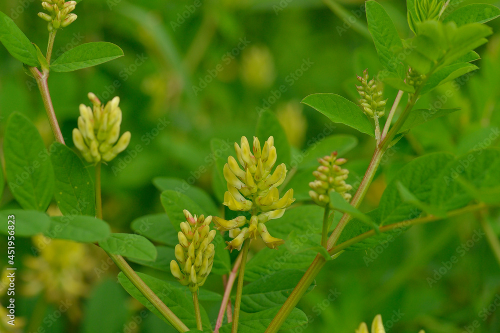 Bärenschote (Astragalus glycyphyllos) Bärenschote (Astragalus glycyphyllos)