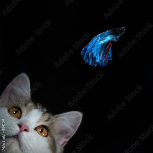 Fluffy white cat with blue beta fish photo