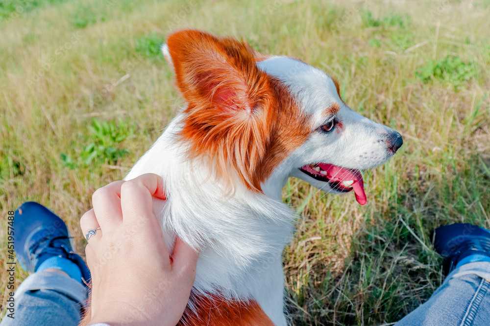 Redandwhite fluffy dog walks with the owner in the field. The dog breathes through its mouth