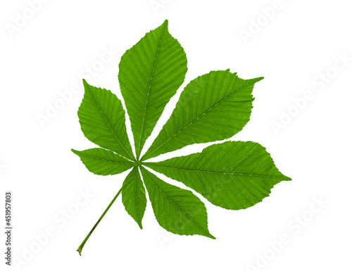 Green carved horse chestnut leaf isolated on white background