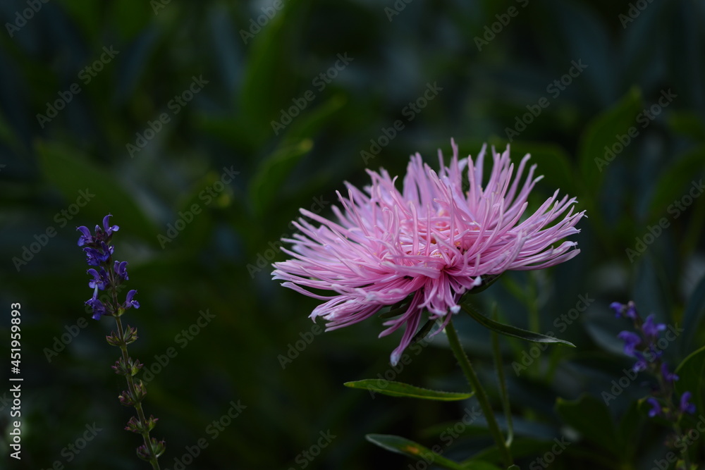 Obraz premium Pink needle aster flower among salvia purple flowers on green garden background.