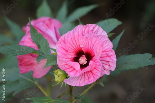Hibiscus Summerific 'Candy Crush' swamp rose mallow (Marsh Hibiscus) - Hibiscus moscheutos pink flower closeup.