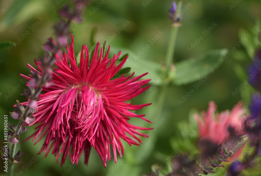 Pink needle aster on summer garden background. Pink needle aster on summer garden background.