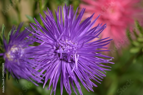 Violet aster needle flower on background pink.