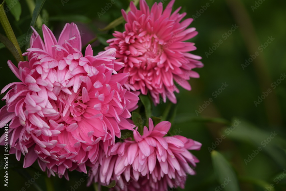 Pink aster peony flowers for floral background with space for text. Pink aster peony flowers for floral background with space for text.