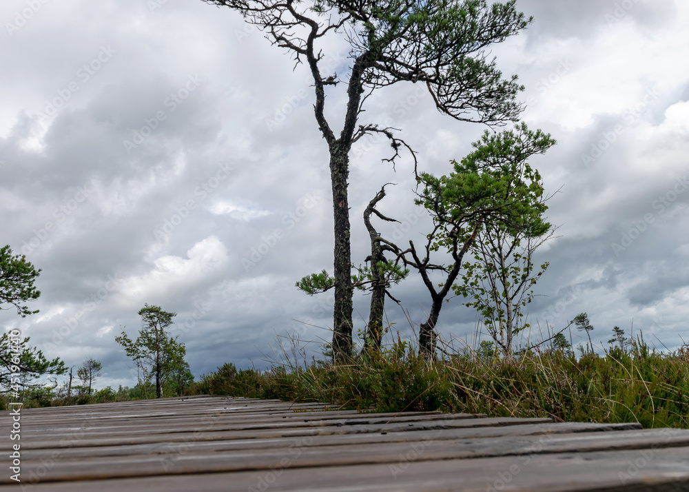 Φωτογραφία landscape from the bog, bog after rain, wet wooden footbridges in wet bog, dark