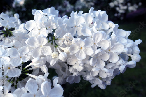 Vibrant white lilac in summer Moscow © boligolovag