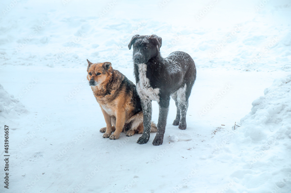 Naklejka premium Two stray homeless hungry dogs on the snow in winter asking for food