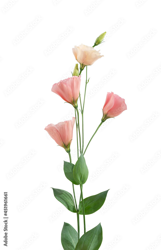 Branch pink flowers isolated on white. eustoma Branch pink flowers isolated on white. eustoma