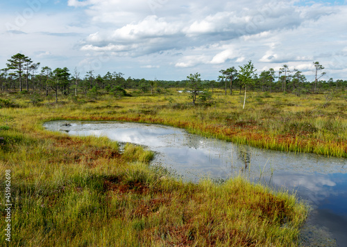 bog landscape with bog trees, lake, grass and moss. Cloud reflections on the surface of the lake, a step on the bog, autumn colors decorate the bog vegetation © ANDA