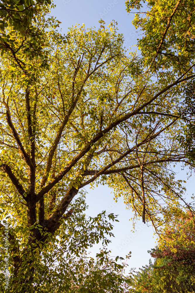 trees in a park, in the light of a summer morning trees in a park, in the light of a summer morning