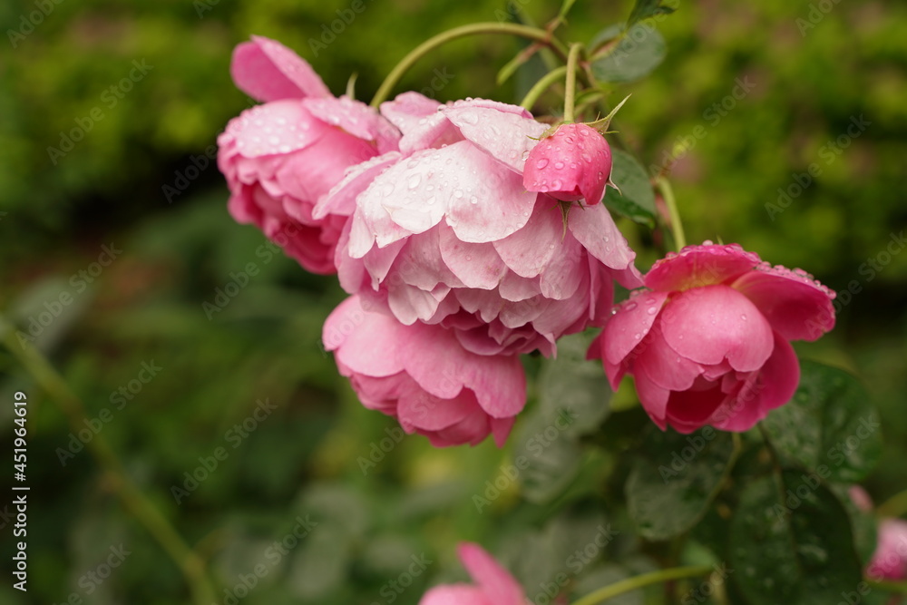 pink roses are blooming in Minatonomieruoka Park in Yokohama, Japan. pink roses are blooming in Minatonomieruoka Park in Yokohama, Japan.