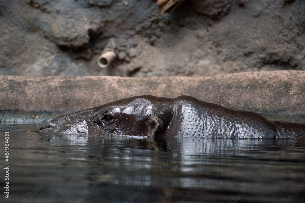 Fototapeta premium hippo in water