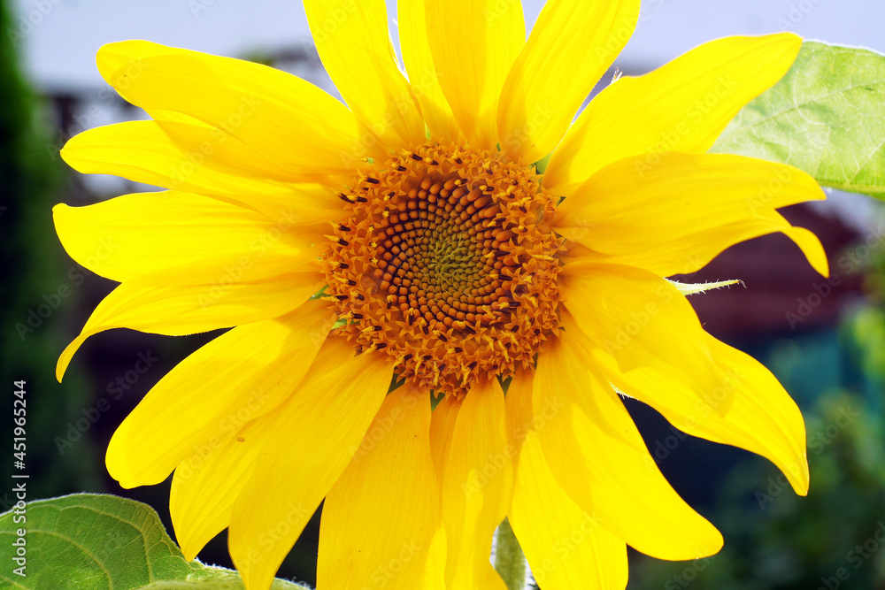 Naklejka premium kwiat słonecznika w sierpniowym słońcu