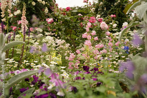 many colorful flowers are blooming in Minatonomieruoka Park in Yokohama, Japan.