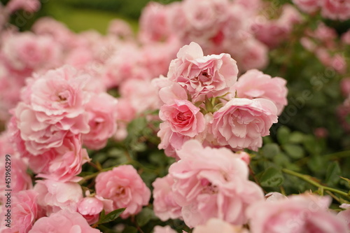Fototapeta Naklejka Na Ścianę i Meble -  pink roses are blooming in Minatonomieruoka Park in Yokohama, Japan.