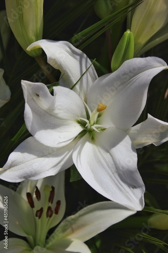 Bright white lily in full bloom on a beautiful sunny summer day.