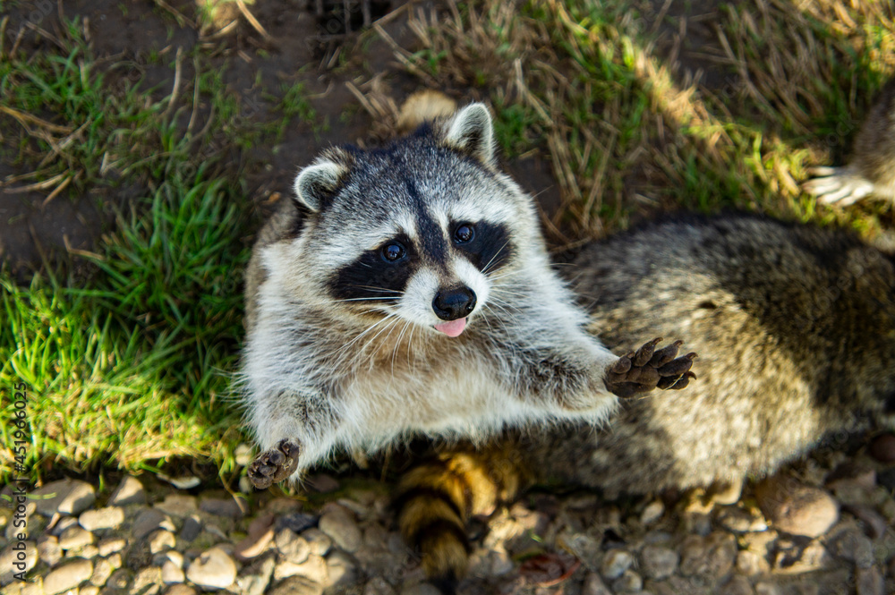 Cute fluffy raccoon close up in the park
