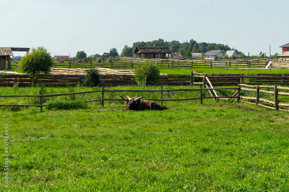 Obraz premium Black big domestic yaks in the park at the zoo