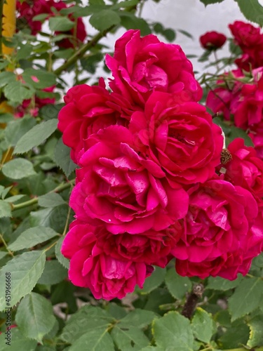 Beautiful red roses on a branch with green foliage.
