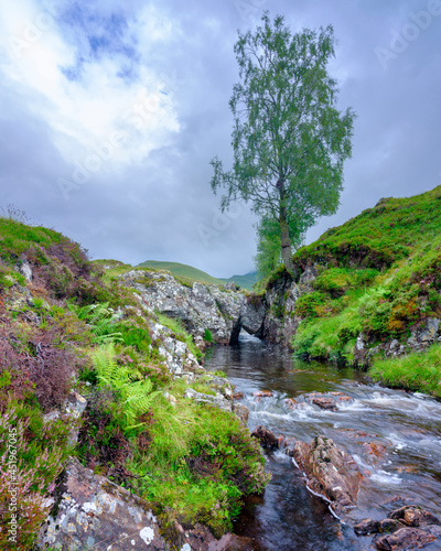 Highland stream, waterfall and tree in afternoon light on the Allt Bail' a'mhuilinn, Ben Lawers near Glen Lyon, Scotland