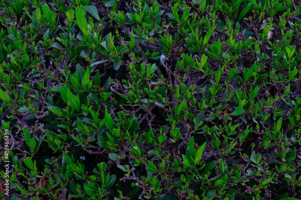 details of a warm summer evening details of a warm summer evening
