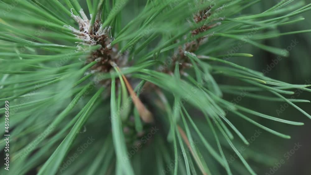 selective focus close-up view of evergreen long pine needles on a spruce brunch with green cone. natural plant background selective focus close-up view of evergreen long pine needles on a spruce brunch with green cone. natural plant background