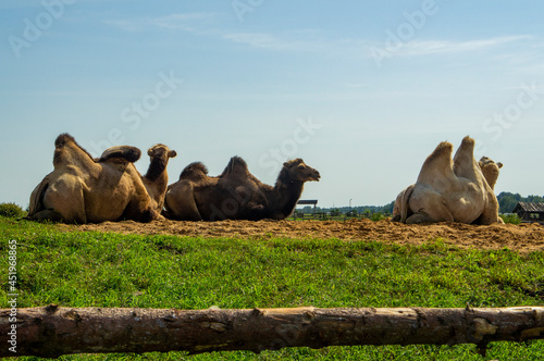 Large bactrian camels lie on a hill photo