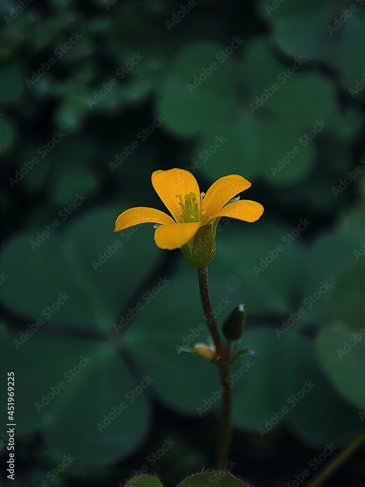 Fototapeta premium yellow flower in the garden