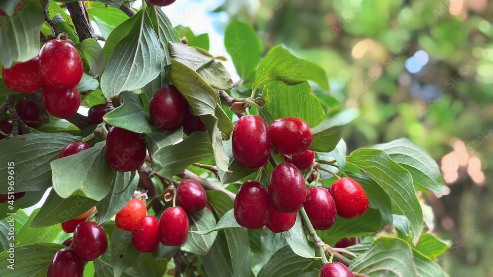 Close-up of ripe dogwood fruit in clear summer weather. Gardening concept Close-up of ripe dogwood fruit in clear summer weather. Gardening concept