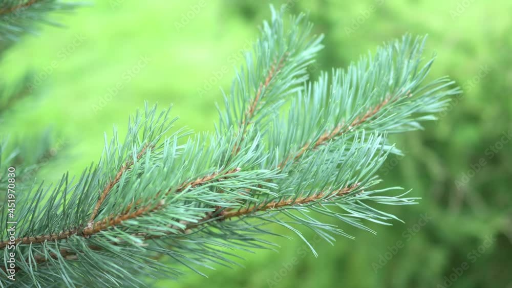 pine tree brunch with spruce needles on green blurred background. texture plant botany Christmas new year mood concept pine tree brunch with spruce needles on green blurred background. texture plant botany Christmas new year mood concept