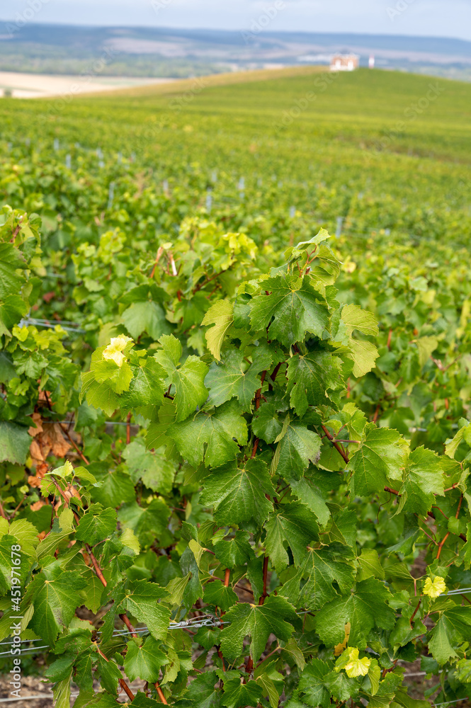 Landscape with green grand cru vineyards near Epernay, region Champagne, France in rainy day. Cultivation of white chardonnay wine grape on chalky soils of Cote des Blancs. Landscape with green grand cru vineyards near Epernay, region Champagne, France in rainy day. Cultivation of white chardonnay wine grape on chalky soils of Cote des Blancs.