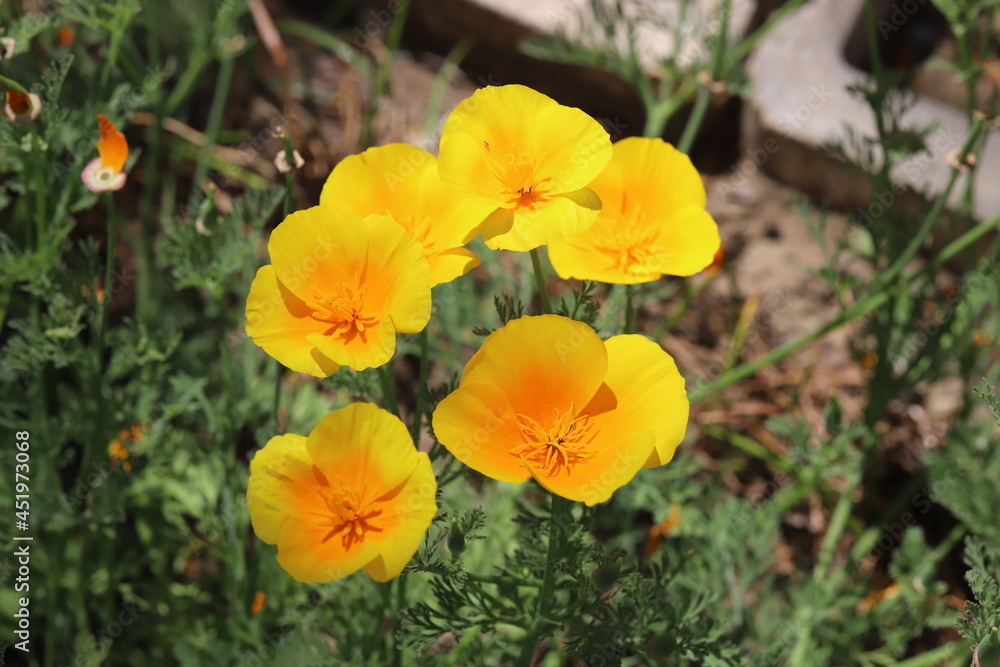 春の公園に咲くカリフォルニアポピーの黄色い花