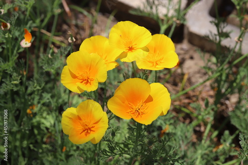 春の公園に咲くカリフォルニアポピーの黄色い花