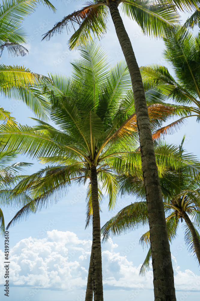 Beautiful Palm trees against blue sky.Amazing coconut trees on island blue sky and clouds background. sun light in summer.