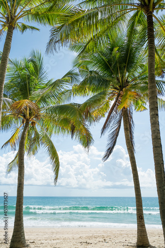 The best photo frame coconut trees on beach.Amazing palms on island blue sky and clouds background. 