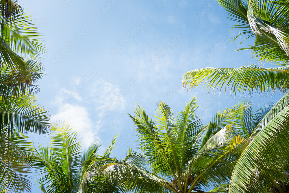 Beautiful Palm trees against blue sky.Amazing Coconut palm trees on beach background.Pattern trees on sunset silhouette.Copy space texture. Beautiful Palm trees against blue sky.Amazing Coconut palm trees on beach background.Pattern trees on sunset silhouette.Copy space texture.