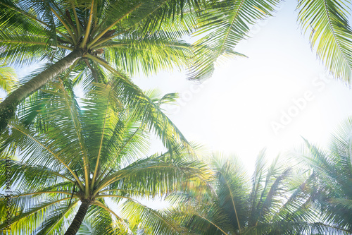 Fototapeta Naklejka Na Ścianę i Meble -  Beautiful Palm trees against blue sky.Amazing Coconut palm trees on beach background.Pattern trees on sunset silhouette.Copy space texture.