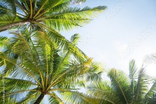 Beautiful Palm trees against blue sky.Amazing coconut trees on island blue sky and clouds background. 