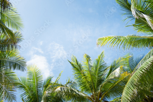 Beautiful Palm trees against blue sky.Amazing Coconut palm trees on beach background.Pattern trees on sunset silhouette.Copy space texture.