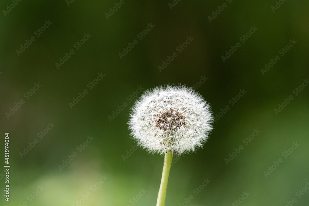 Pusteblume Pusteblume