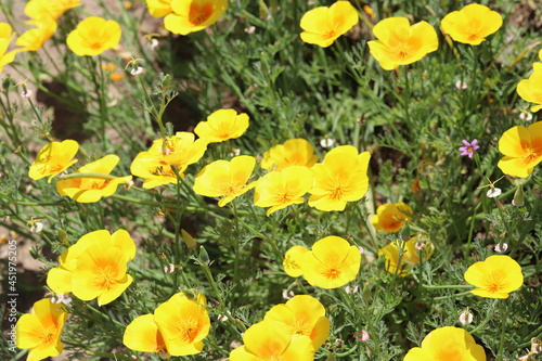春の公園に咲くカリフォルニアポピーの黄色い花