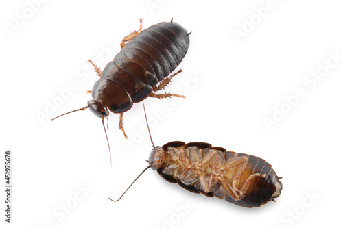 Two brown cockroaches on white background. Pest control