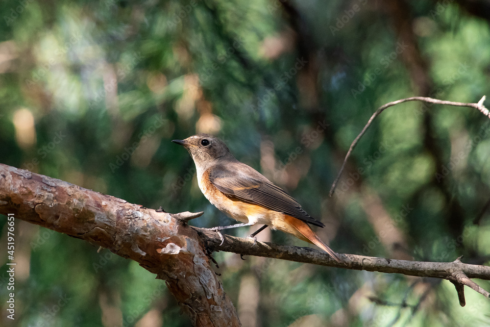 Muscicapa striata sit on tree
Spotted flycatcher sit on branch Volgograd region, Russia.